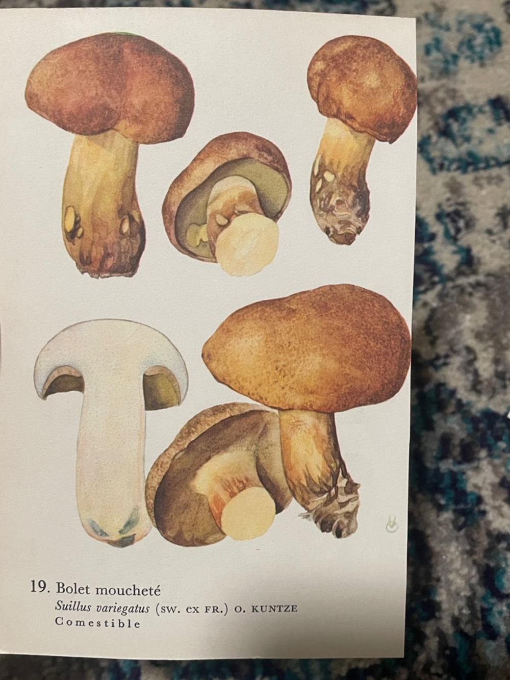 🖤5/&25 Botanical Mushroom Illustration Print -Brown Bolet Mushrooms vintage